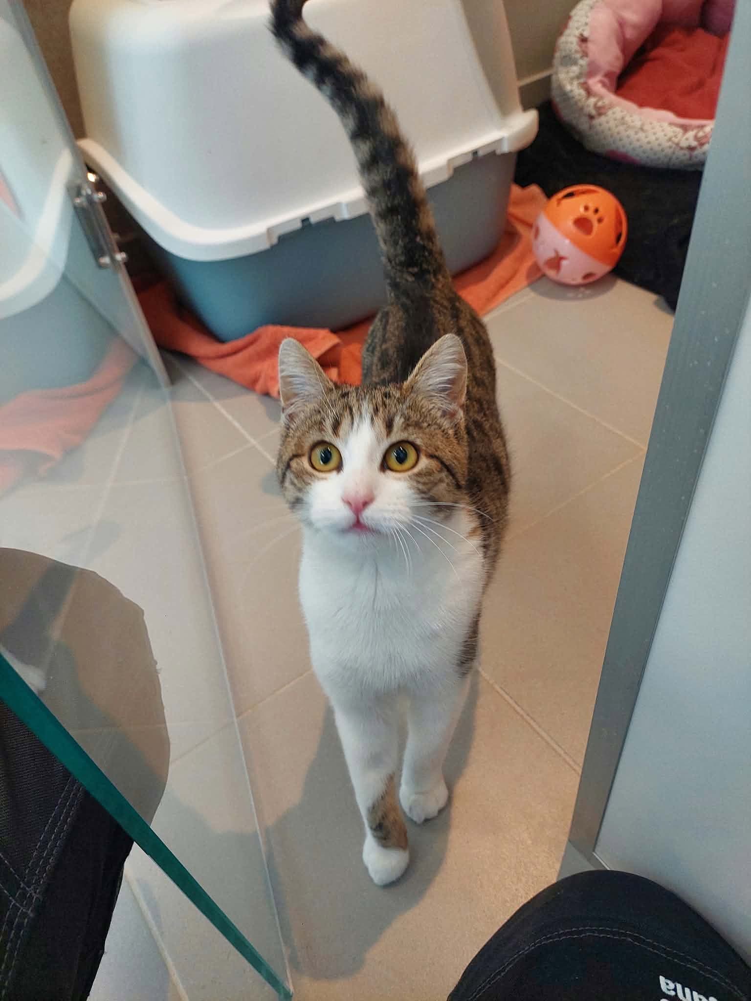 Luki