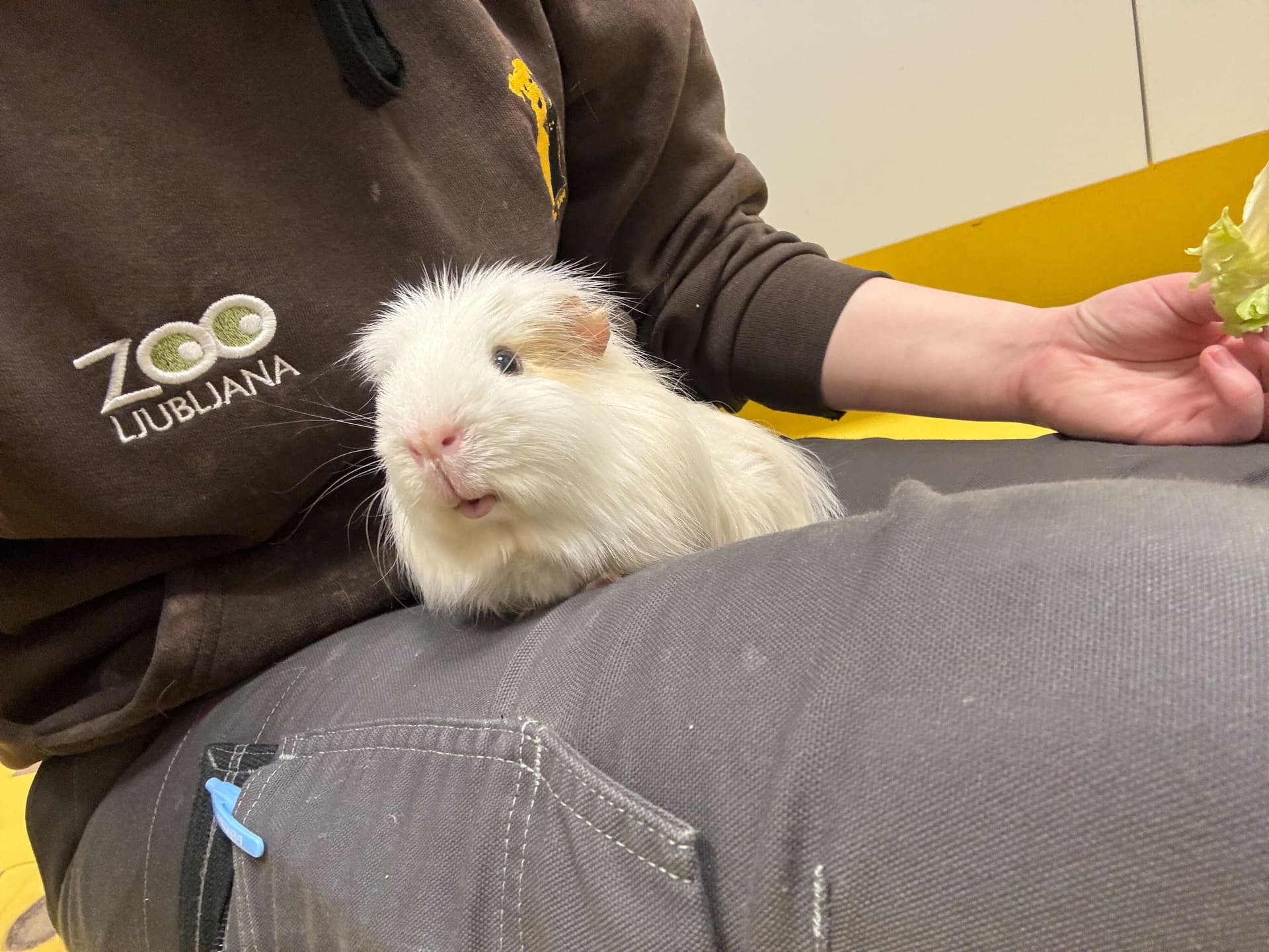 Oblačko ostali samec