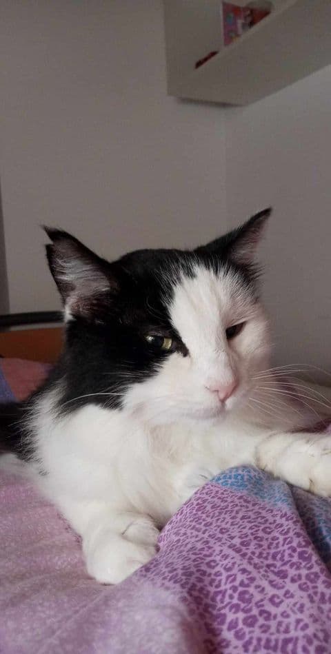 Mačka Pogrešamo muco Lili