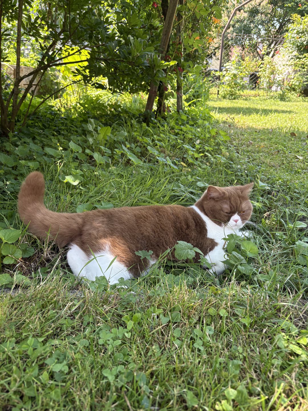 Mačka Pogrešana muca Flora