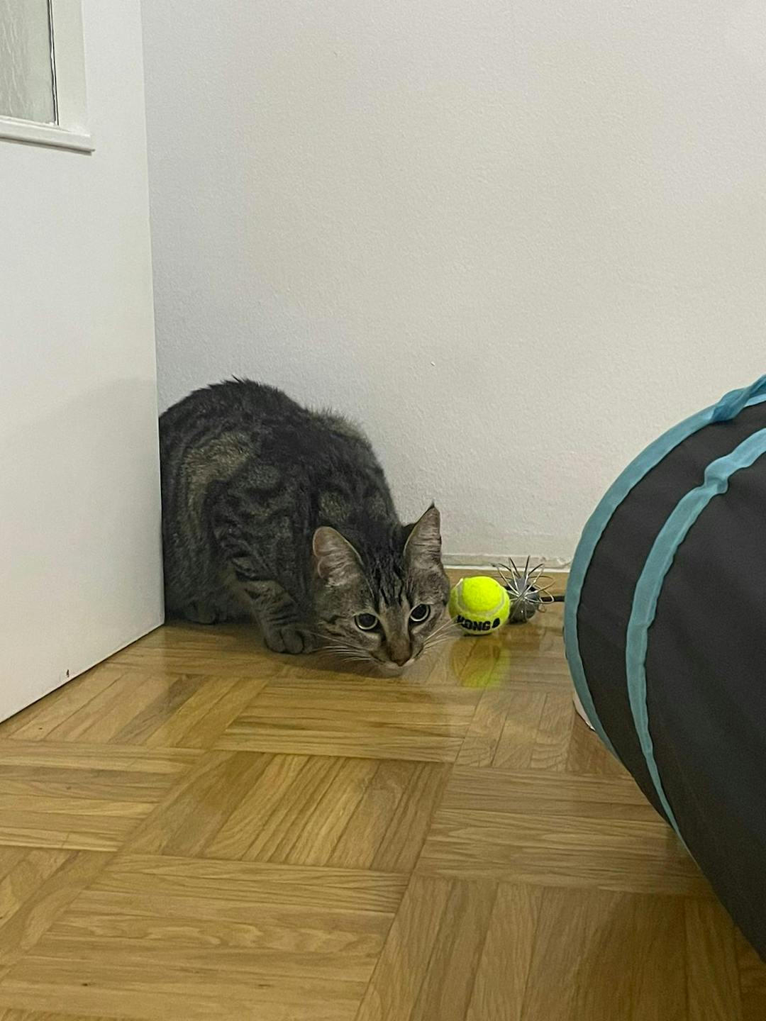 Mačka Muca po imenu Lili išče nov dom