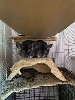 Druga žival 🐭❤️ PROSIMO, POMAGAJTE NAM NAJTI NOV DOM ❤️🐭