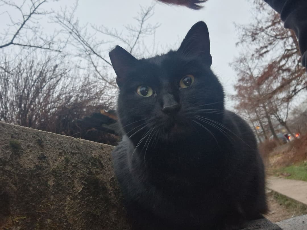 Mačka Mucki Beti in Meri iščeta nov dom