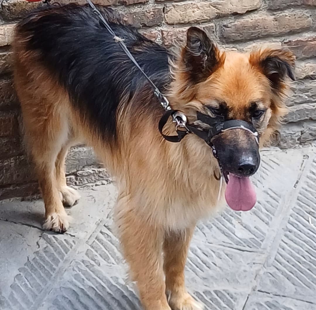 Pes Izgubljena psička Daša