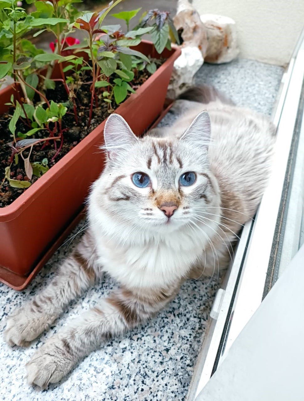 Mačka Lili
