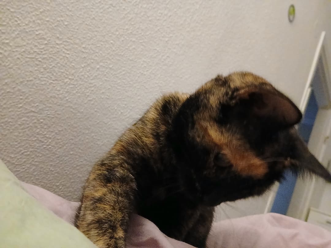 Mačka Pogrešana mucka Mija