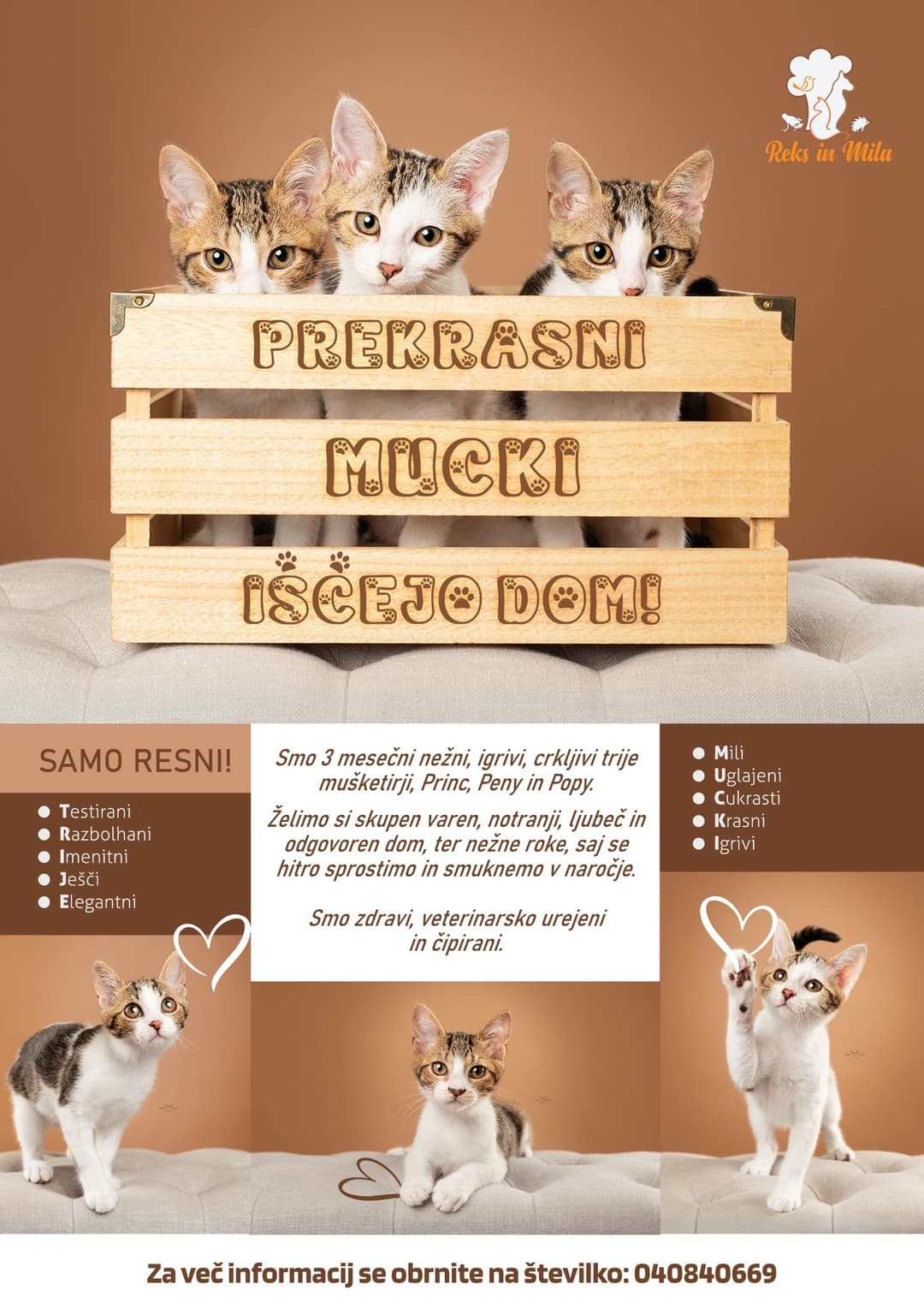 Mačka Prekrasni mucki iščejo skupni dom