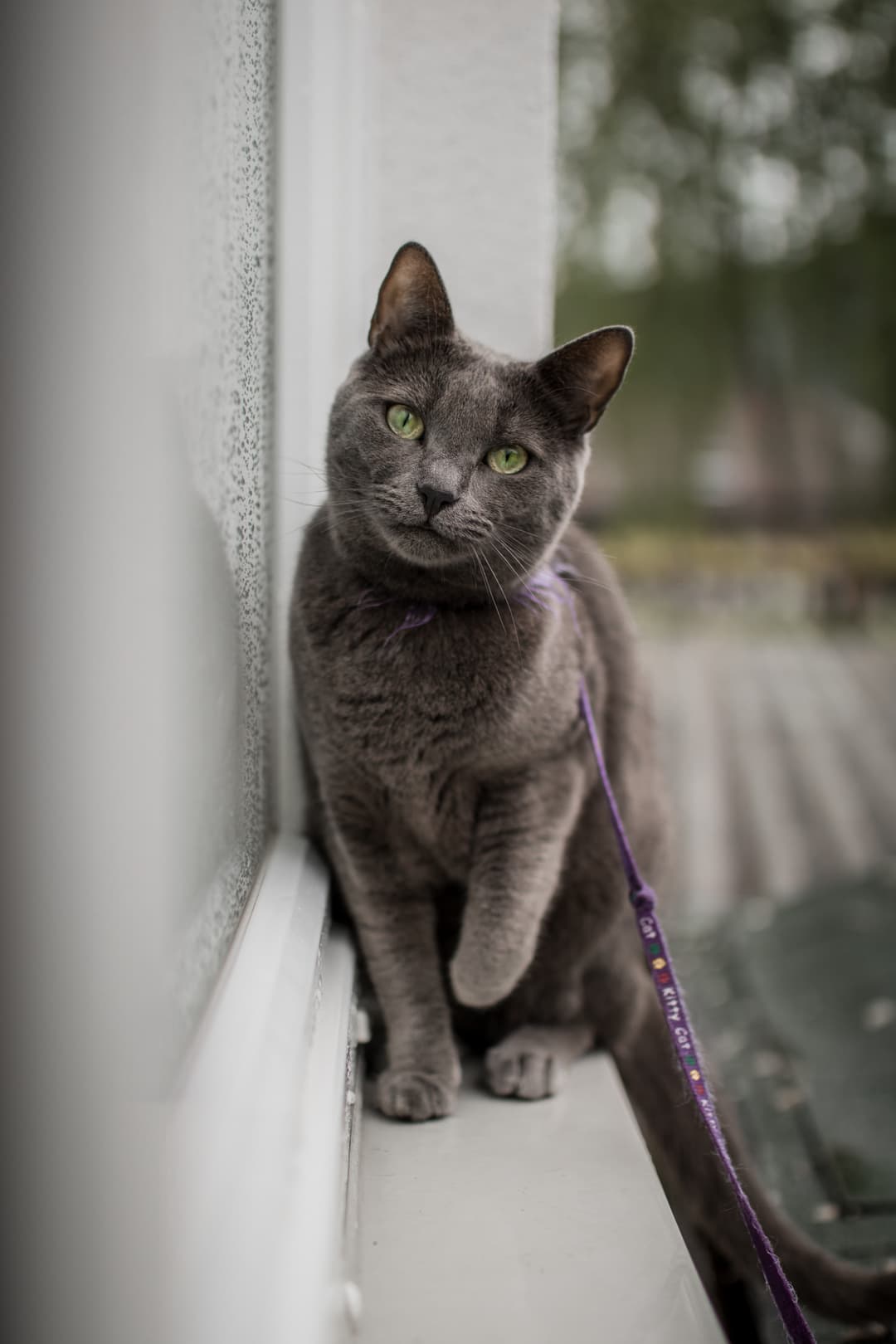 Mačka Pogrešana muca Lili