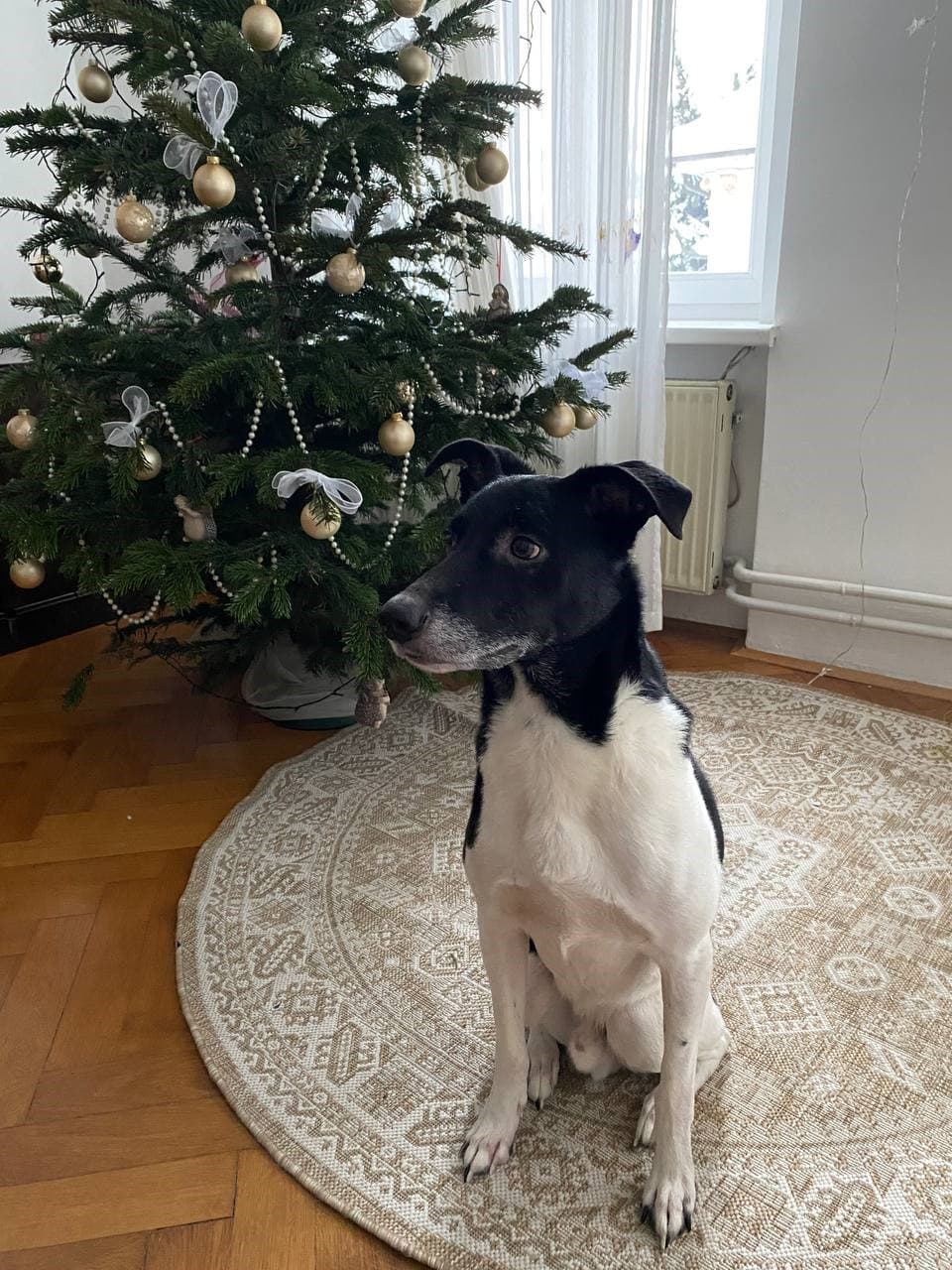 Kuža Vajti išče nov dom!