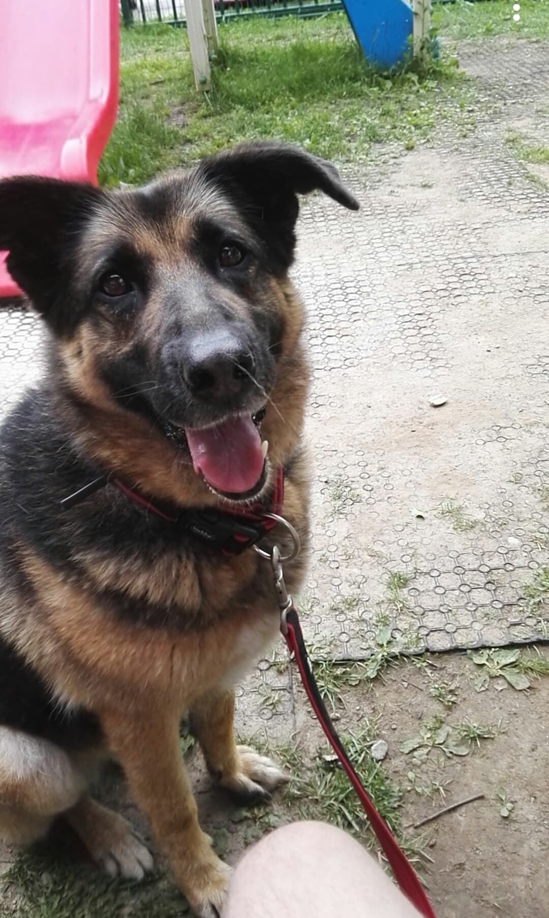 Pes Psička Stela išče nov dom