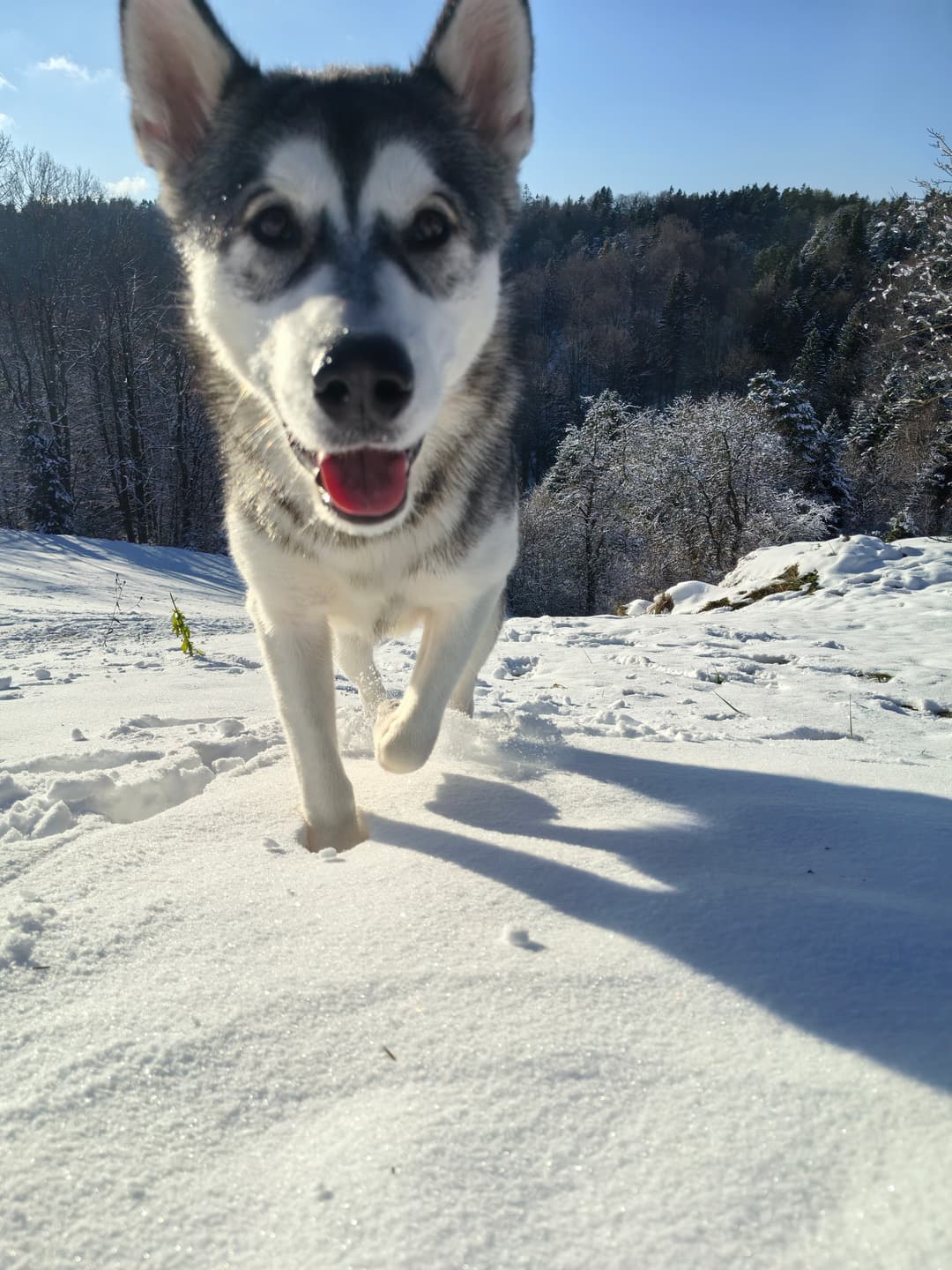 Pes ODDAJA SE PSIČKA- AKINA