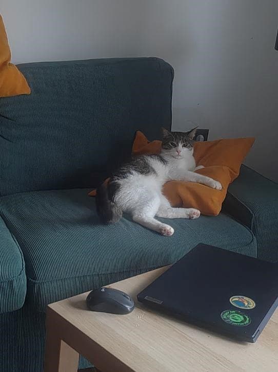 Mačka Pogrešan mucek Tupak